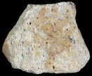 Fossil Turtle Shell Section - Montana #71225-1